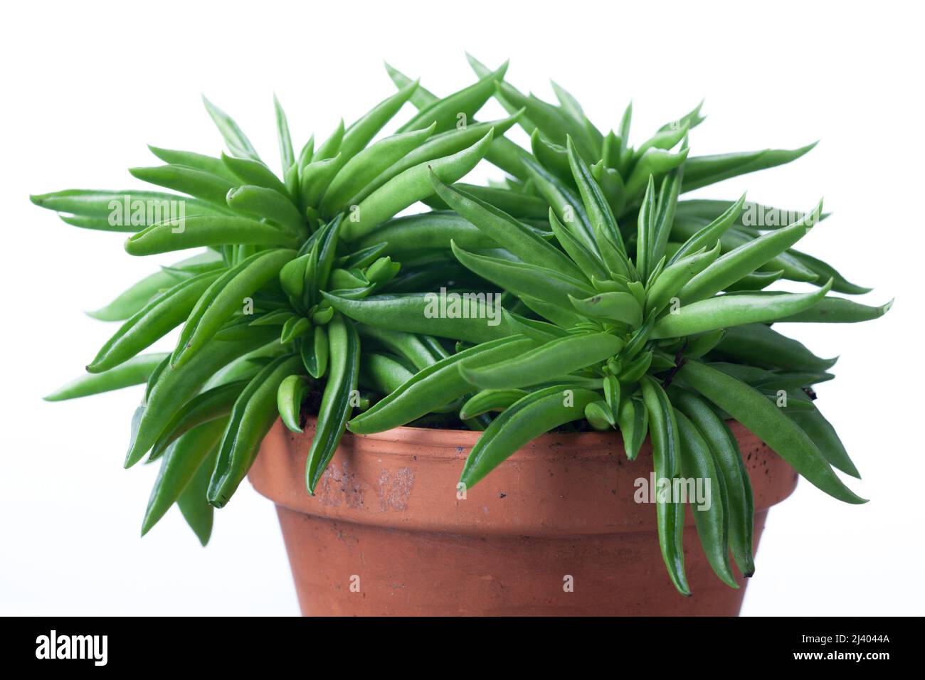 'Nevada' Happy Bean Plant, Bajonettpeperomia (Peperomia ferreyrae) Stock Photo