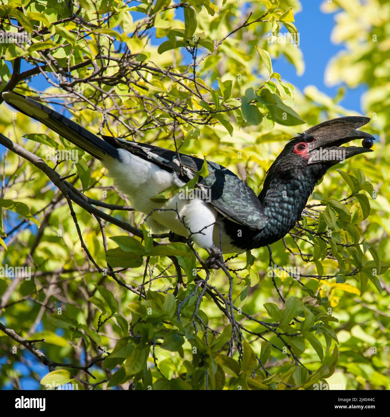 Trumpeter hornbill, Trumpetarnäshornsfågel (Bycanistes bucinator) Stock Photo