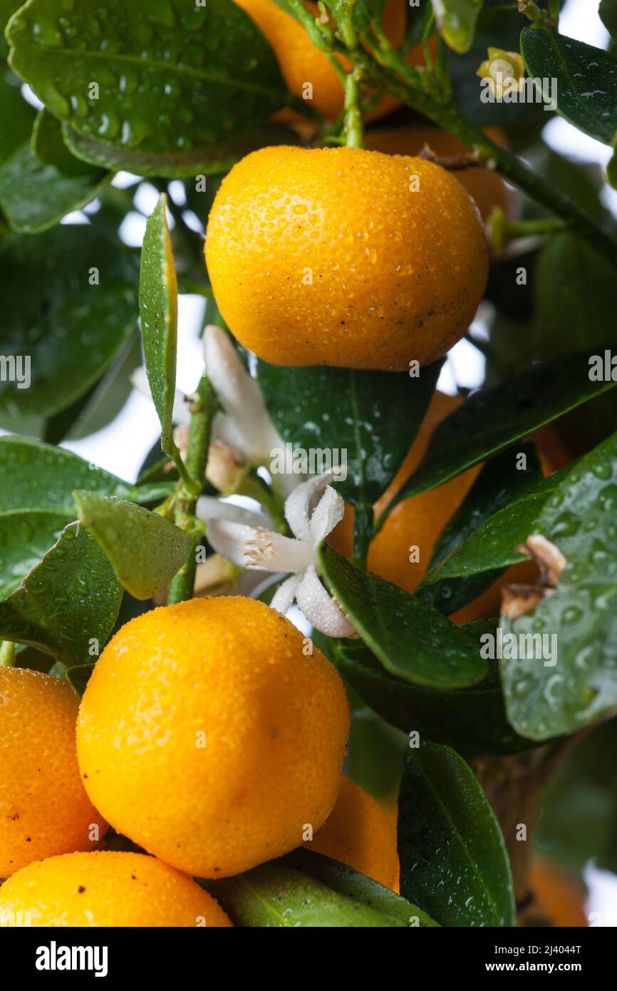 Calamondin Orange, Kalamondin (Citrus × microcarpa) Stock Photo