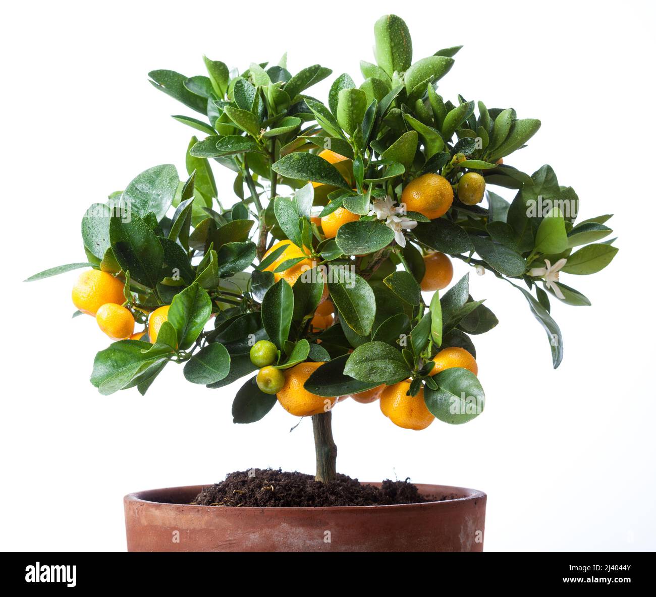Calamondin Orange, Kalamondin (Citrus × microcarpa) Stock Photo