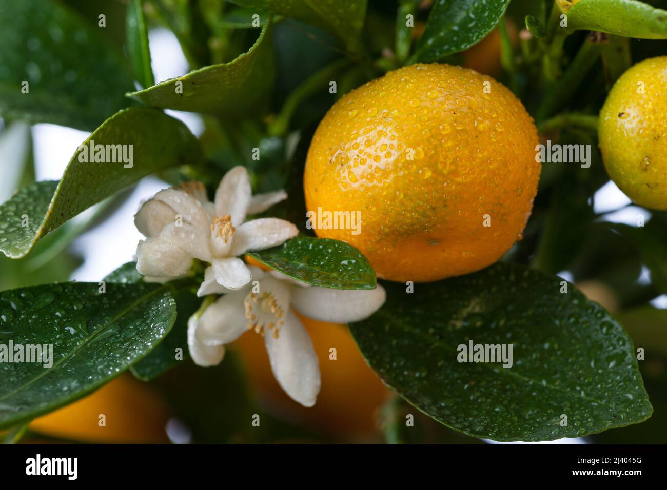 Calamondin Orange, Kalamondin (Citrus × microcarpa) Stock Photo