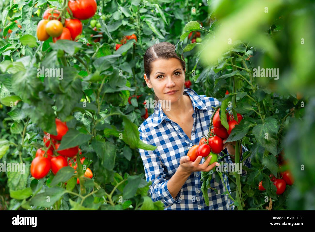 Farm workwoman gathering crop of tomatoes in hothouse Stock Photo - Alamy