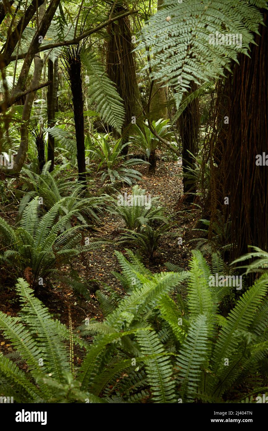 Ferns and native bush near Purakanui Falls, Catlins, South Otago, South Island, New Zealand Stock Photo