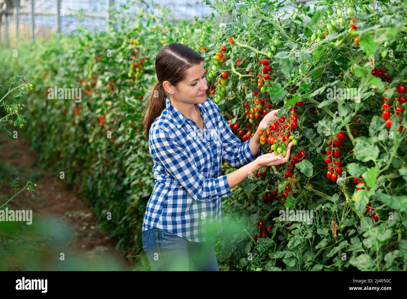 Female farmer harvesting red cherry tomatoes in glasshouse Stock Photo ...