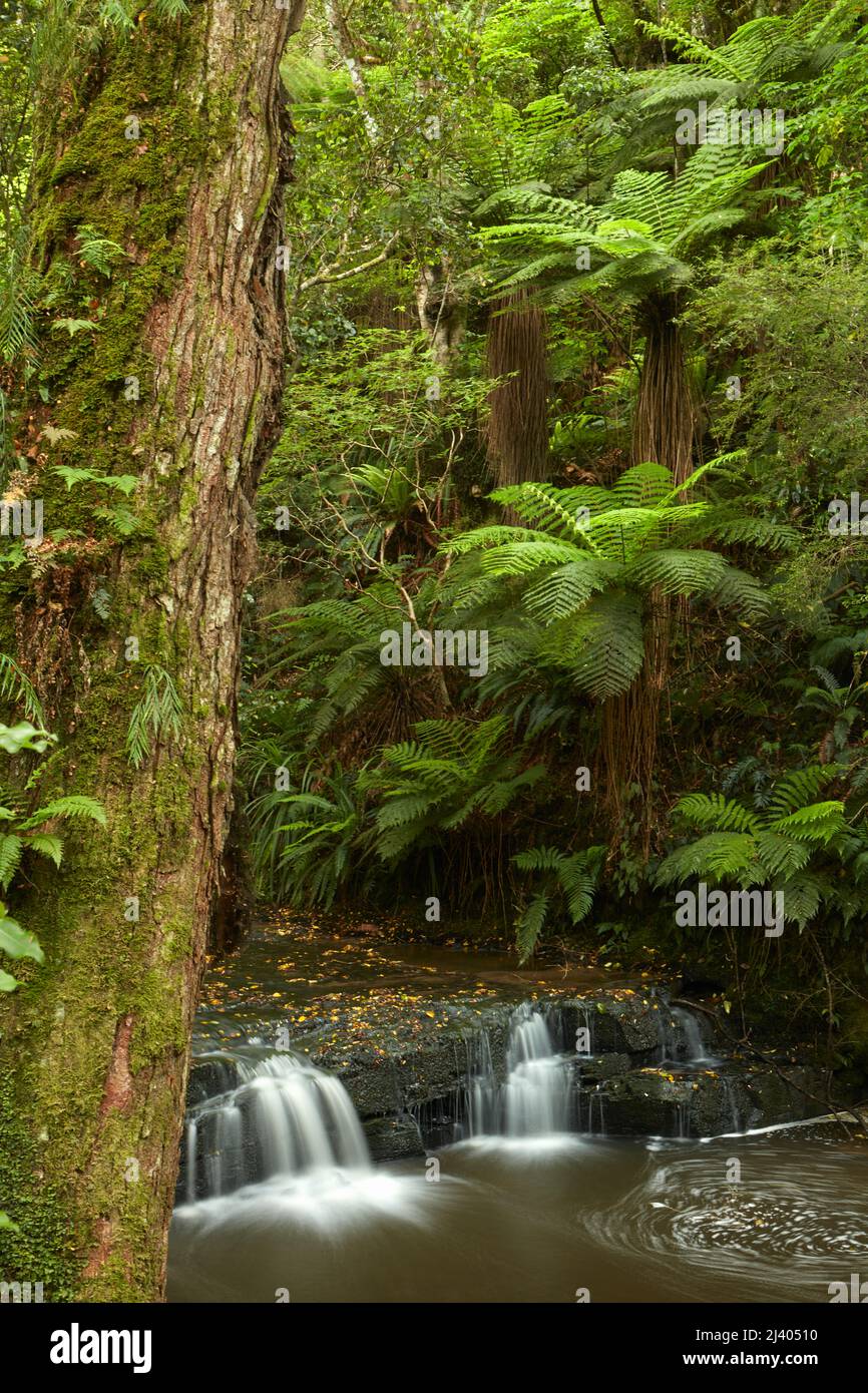 Small cascade above Purakaunui Falls, Catlins, South Otago, South Island, New Zealand Stock Photo