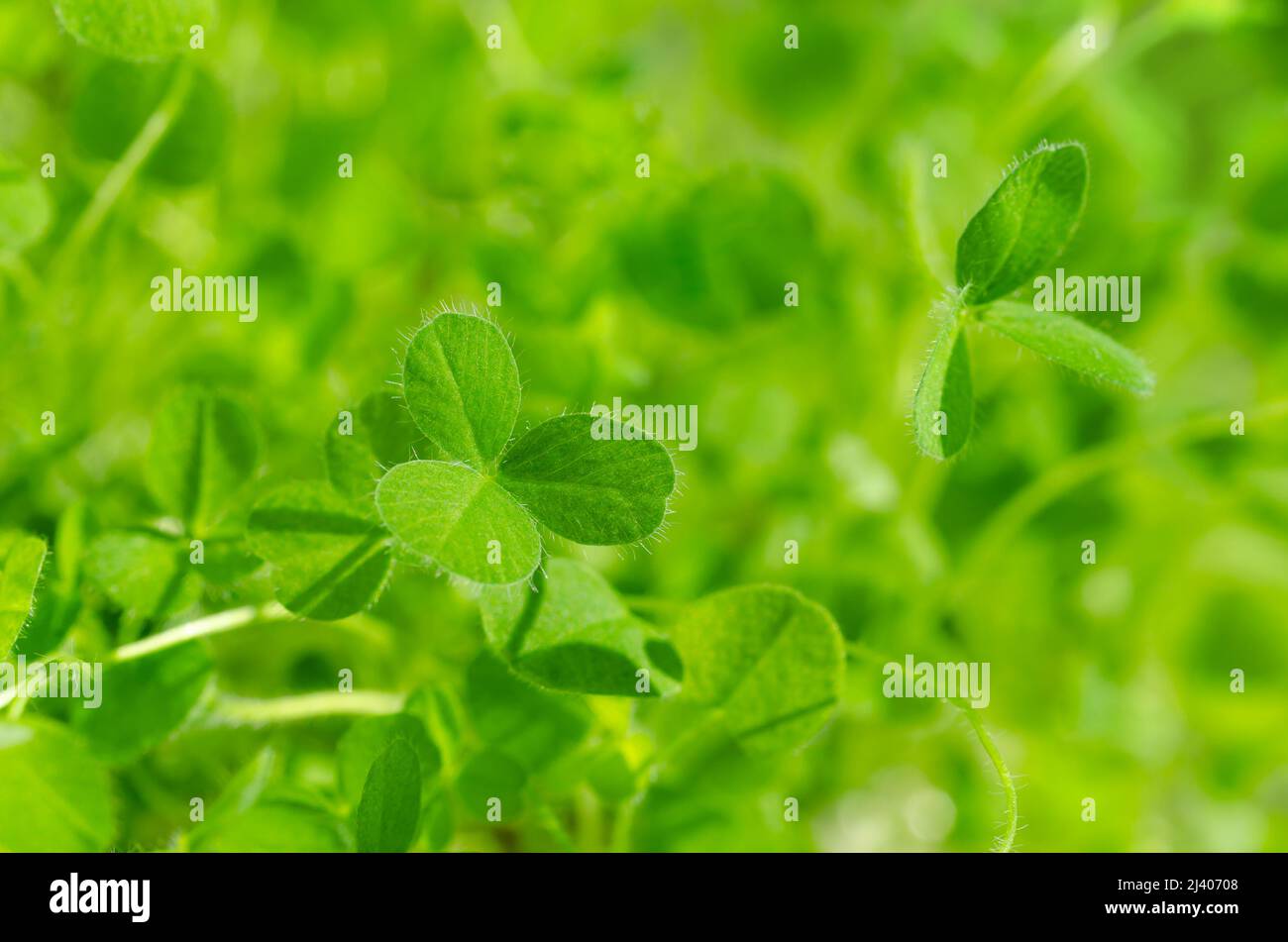 Red clover leaves in bright sunlight, close-up. Young trifoliate, leaves with three leaflets, of Trifolium pratense. Green young plants and microgreen. Stock Photo