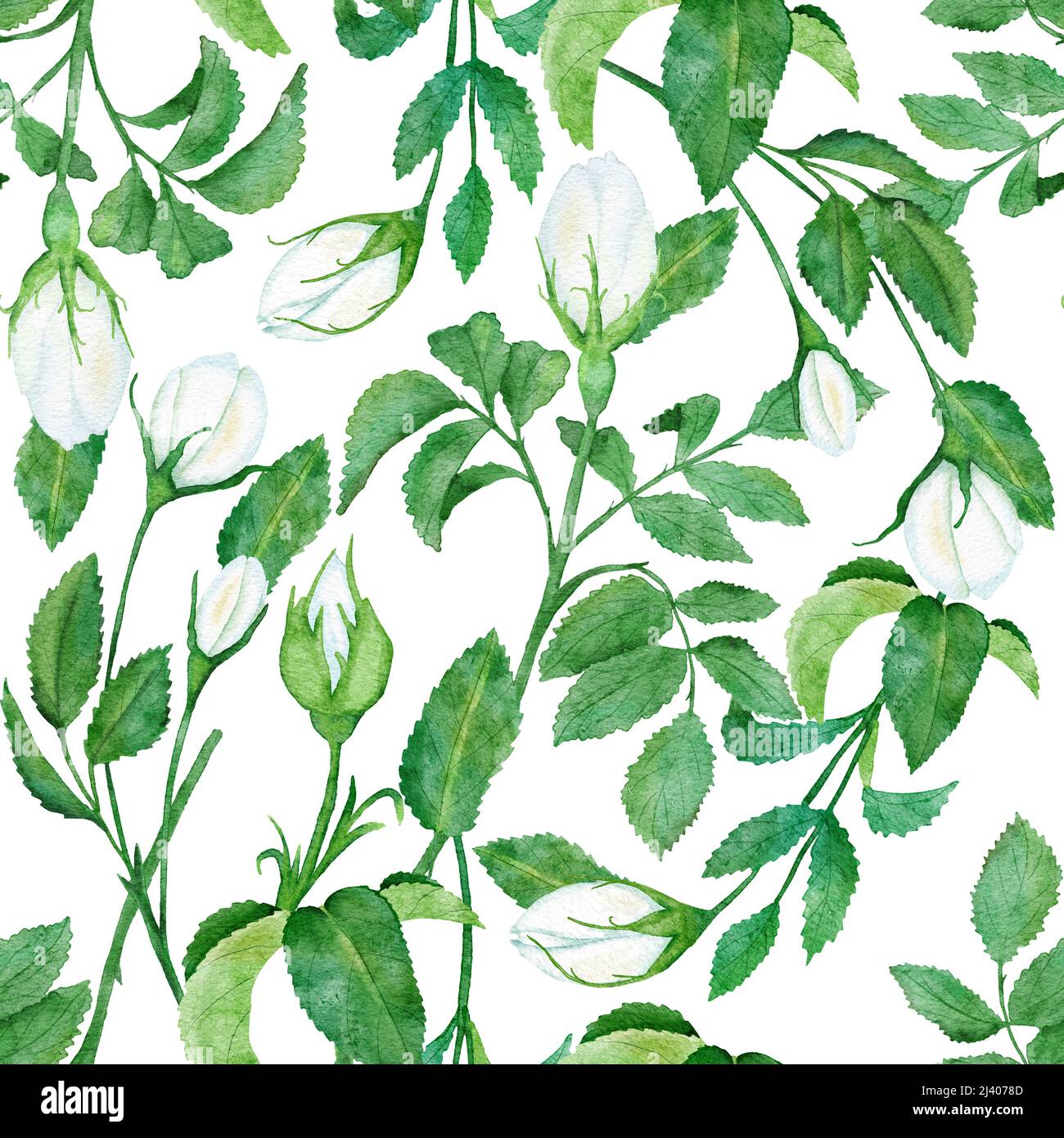 Watercolor hand drawn seamless pattern with floral wild rose flowers ...