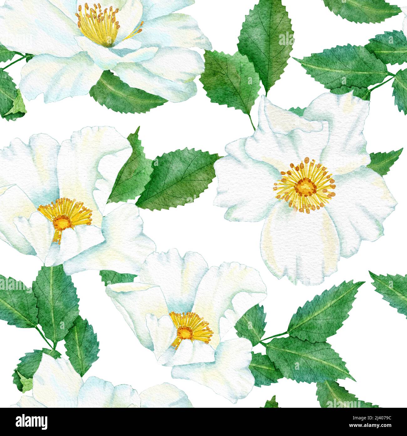 Watercolor hand drawn seamless pattern with floral wild rose flowers ...