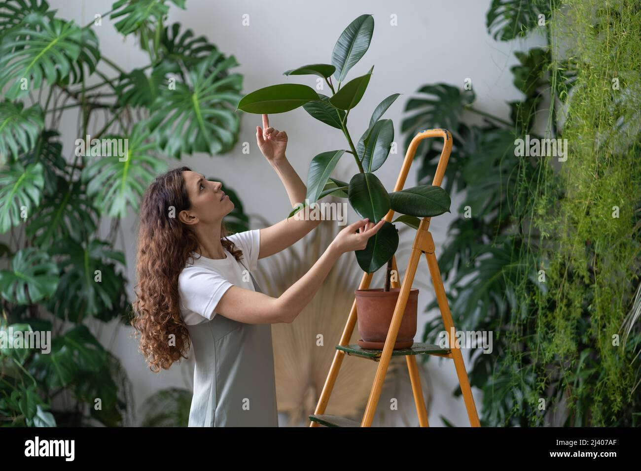Freelance gardener girl take care of houseplants in home garden. Caring florist wiping ficus leaves Stock Photo