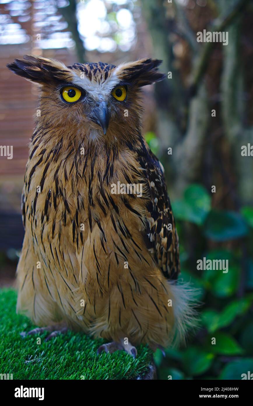 Owl in brown and black color standing on green grass Stock Photo