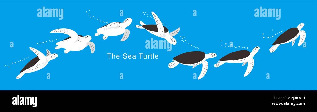 Sea Turtle swimming in the sea, a lot of swimming postures, swimming ...