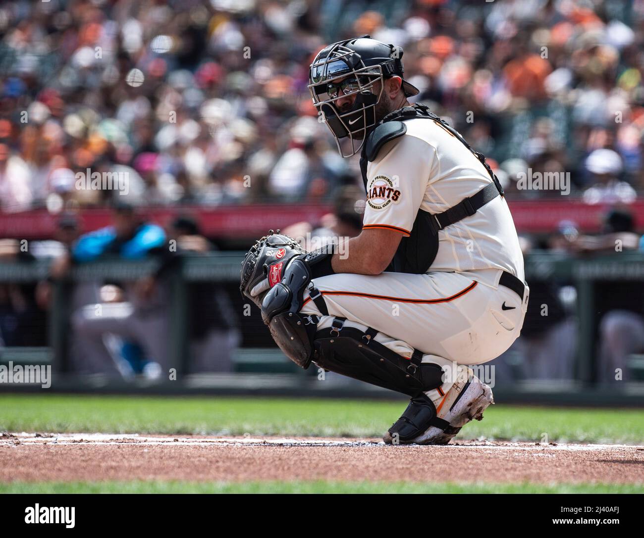 San Francisco, USA. April 10 2022 San Francisco CA, U.S.A. San Francisco catcher Curt Casali (2) looks to get signals from the dugout during MLB game between the Miami Marlins and the San Francisco Giants in game 3. The Giants beat the Marlins 3-2 at Oracle Park San Francisco Calif. Thurman James/CSM Credit: Cal Sport Media/Alamy Live News Stock Photo