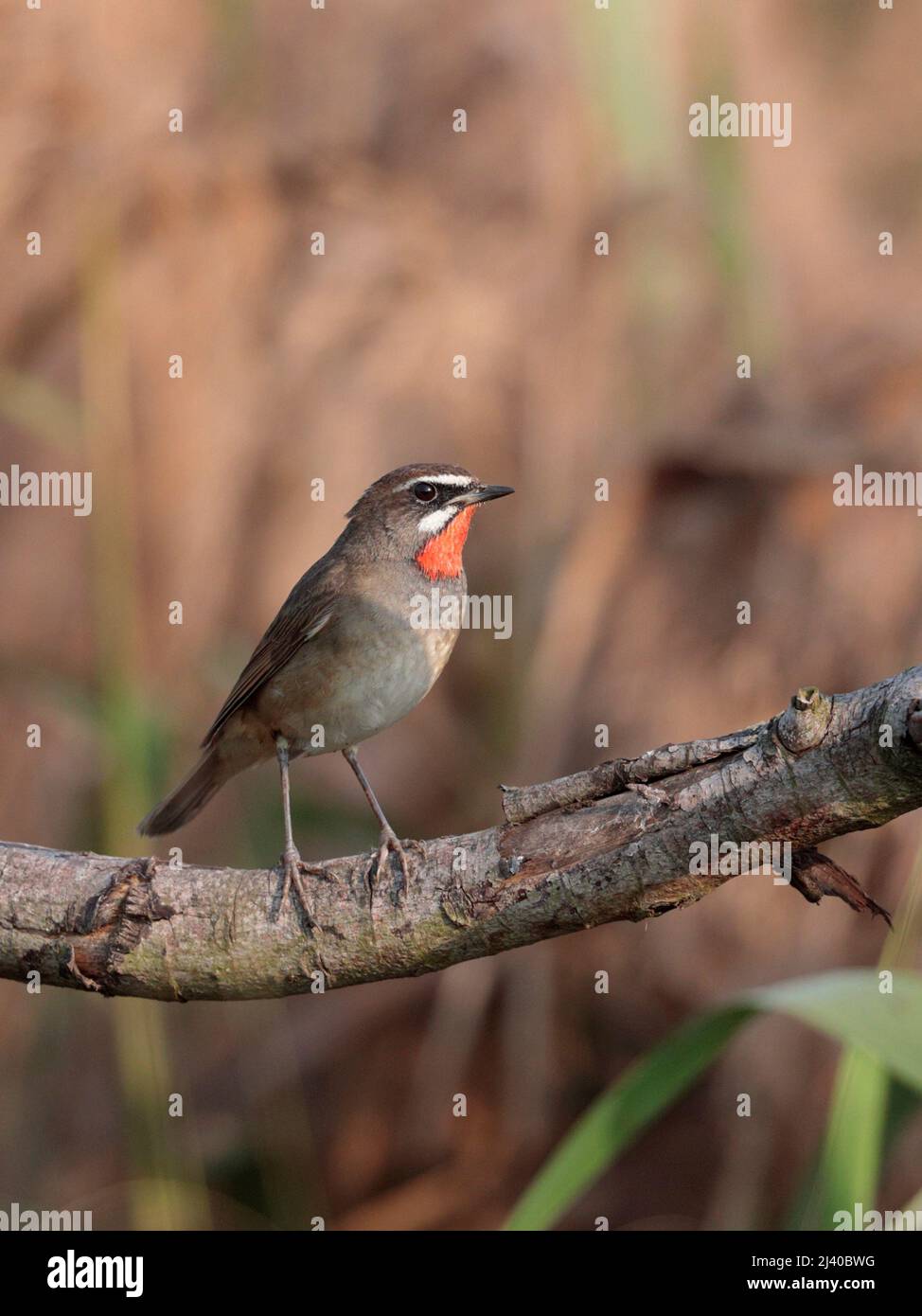 Siberian Rubythroat (Calliope calliope), eye-level view of adult perched on branch, with phragmites reedbed behind, Hong Kong 6th April 2022 Stock Photo