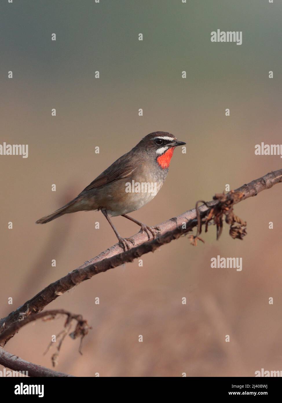 Siberian Rubythroat (Calliope calliope), eye-level view of adult perched on branch, with phragmites reedbed behind, Hong Kong 6th April 2022 Stock Photo