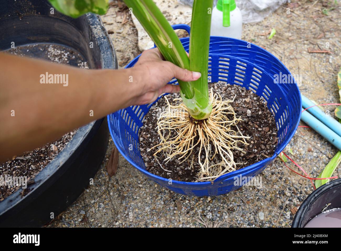 root repair and re-plant  Alocasia macrorrhizos  variegated in the basket Stock Photo