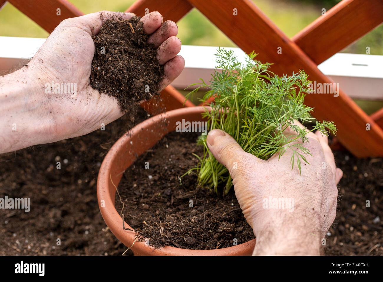 gardening men planting a dill seedling in the flowerpot in the spring