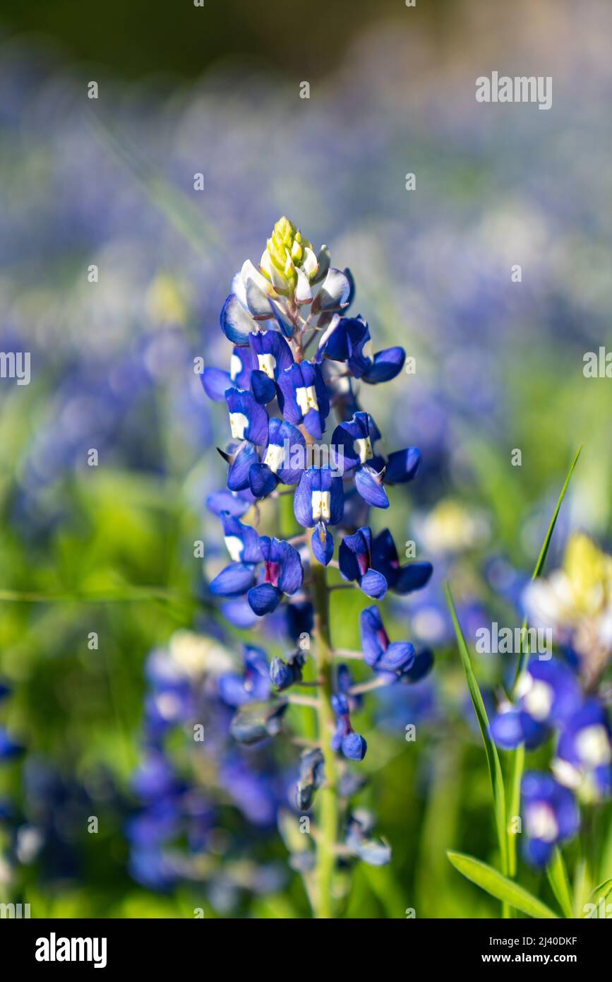Closeup view of blooming in North Texas, in the country