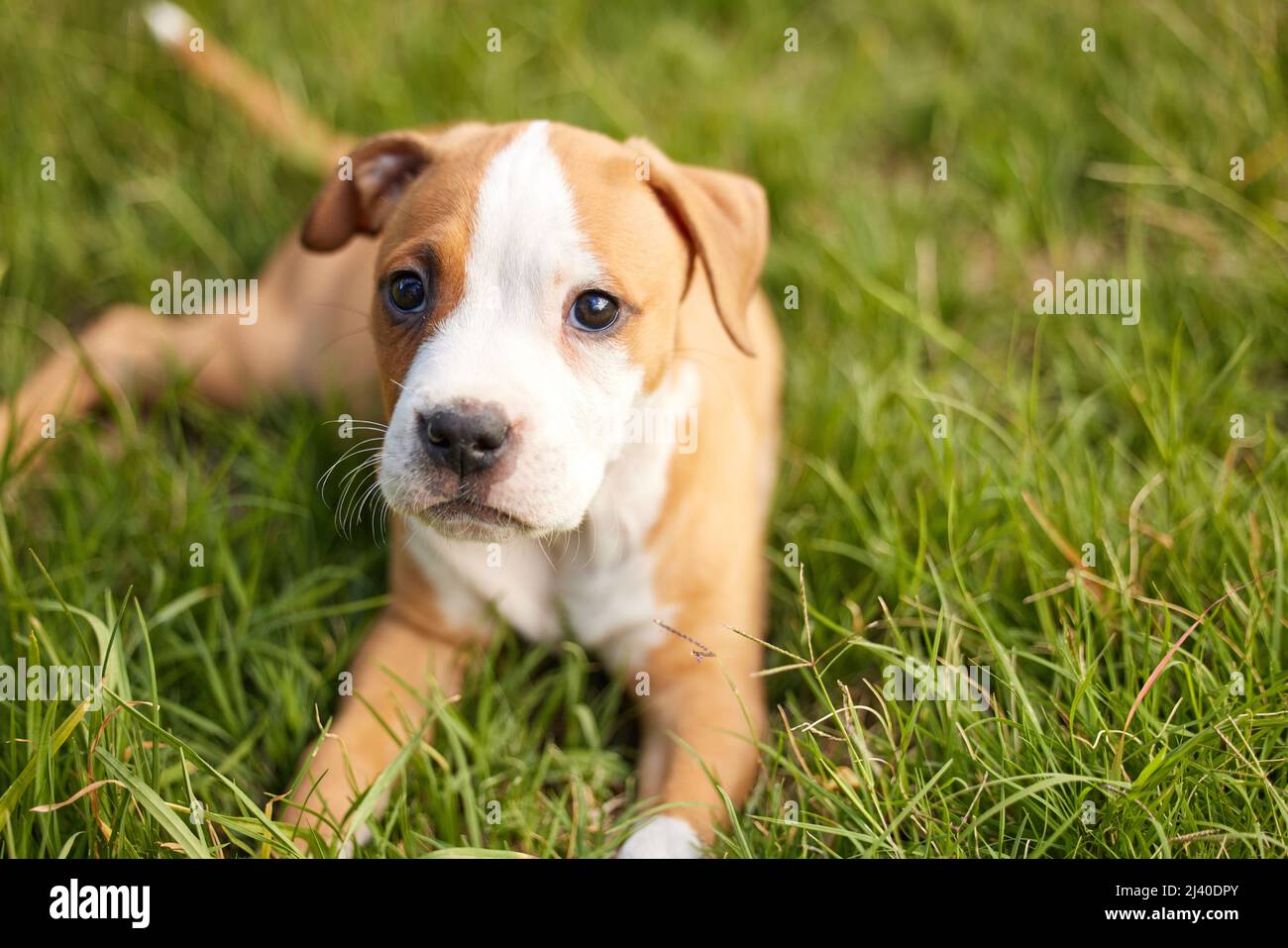 Man,chasing my tail was exhasuting. Shot of young puppy lying on the grass. Stock Photo