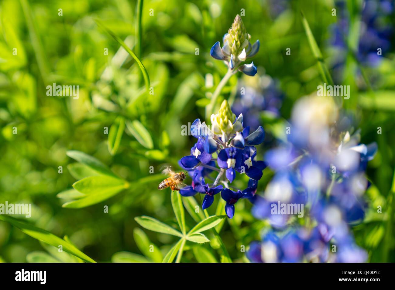 Closeup of a bumble bee collecting pollen on bluebonnets, Lupinus texensis, during an early spring bloom near Ennis, Texas. Stock Photo