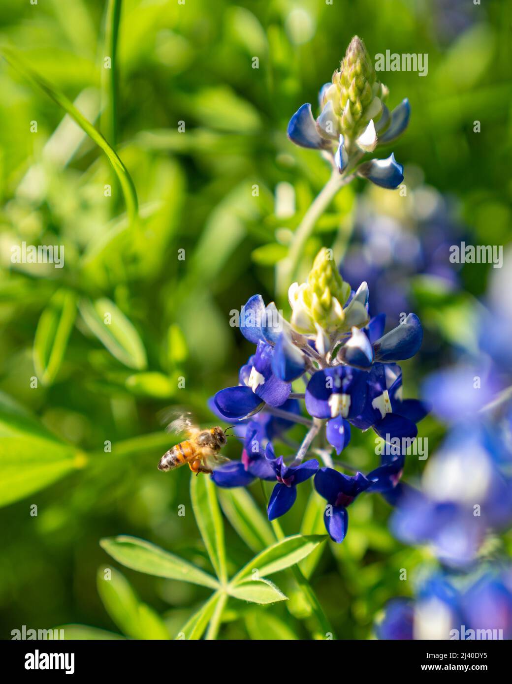 Closeup of a bumble bee collecting pollen on bluebonnets, Lupinus texensis, during an early spring bloom near Ennis, Texas. Stock Photo