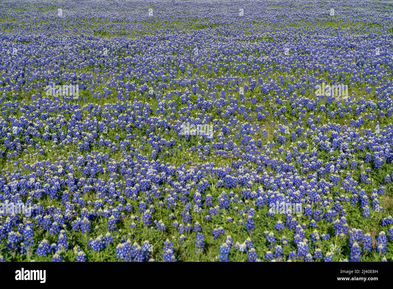 A field of Texas bluebonnets in the spring near Ennis, TX. Stock Photo