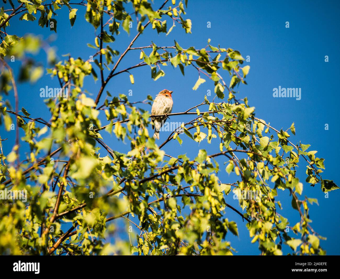 Common Rosefinch (Carpodacus Erythrinus) male bird on birch tree branch Stock Photo