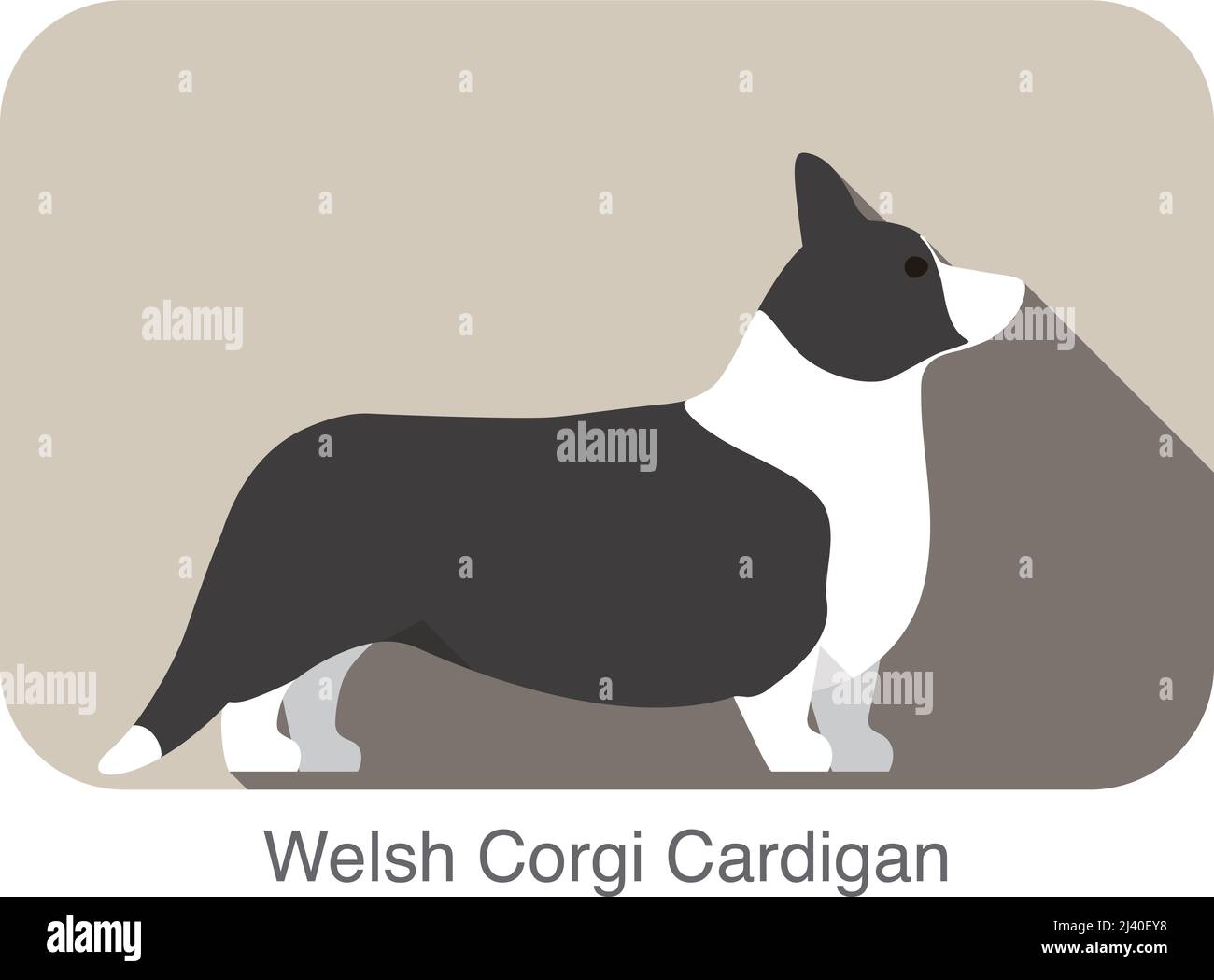 Welsh corgi cardigan standing on the ground, dog breed series Stock Vector