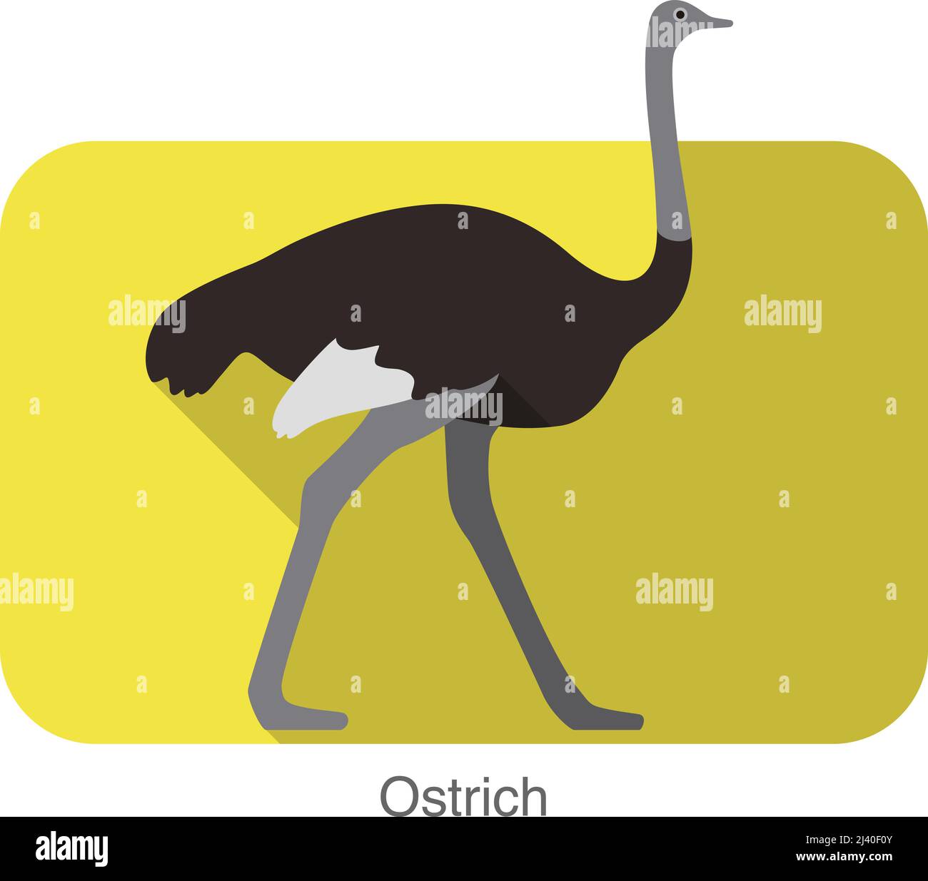 Ostrich vector vectors hi-res stock photography and images - Page 2 - Alamy Ostrich vector vectors hi-res stock photography and images - Page 2 - Alamy