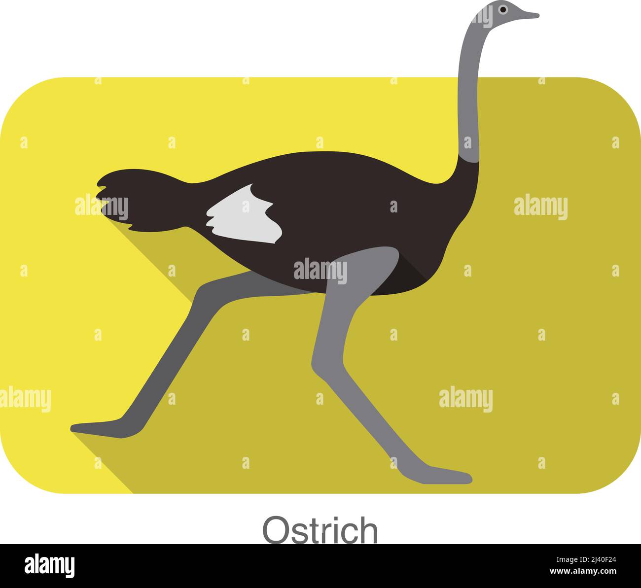 Ostrich running, animal body series, vector Stock Vector Image & Art