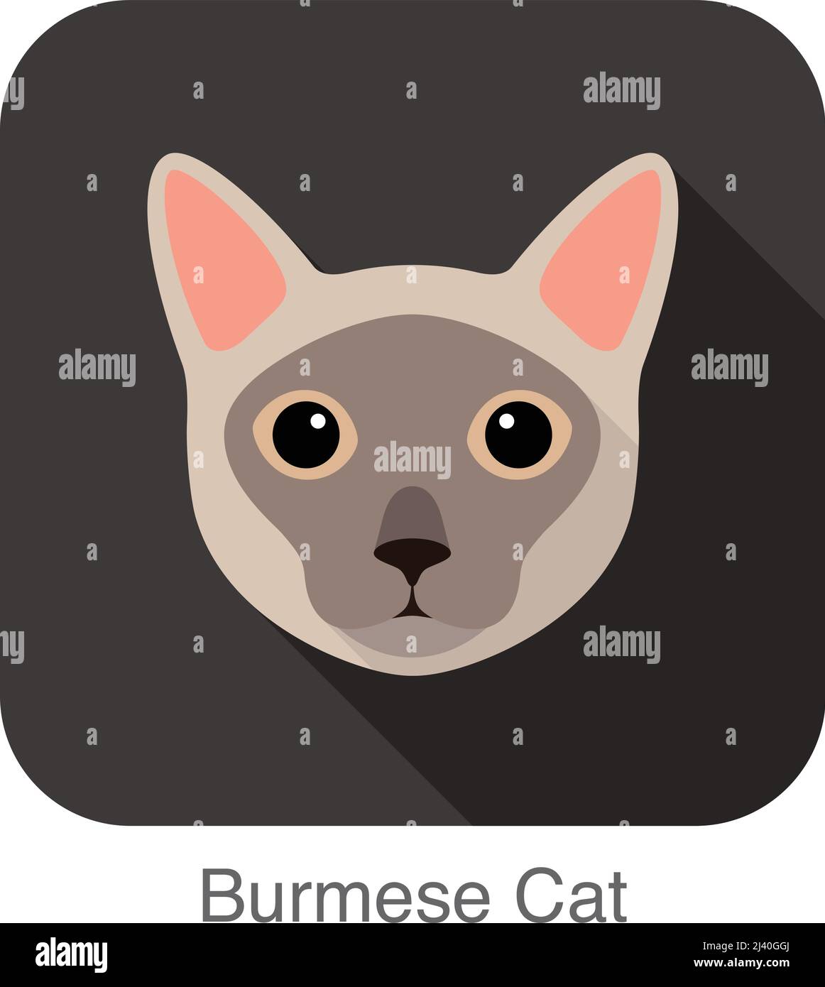 Burmese Cat, Cat breed face cartoon flat icon design Stock Vector Image ...