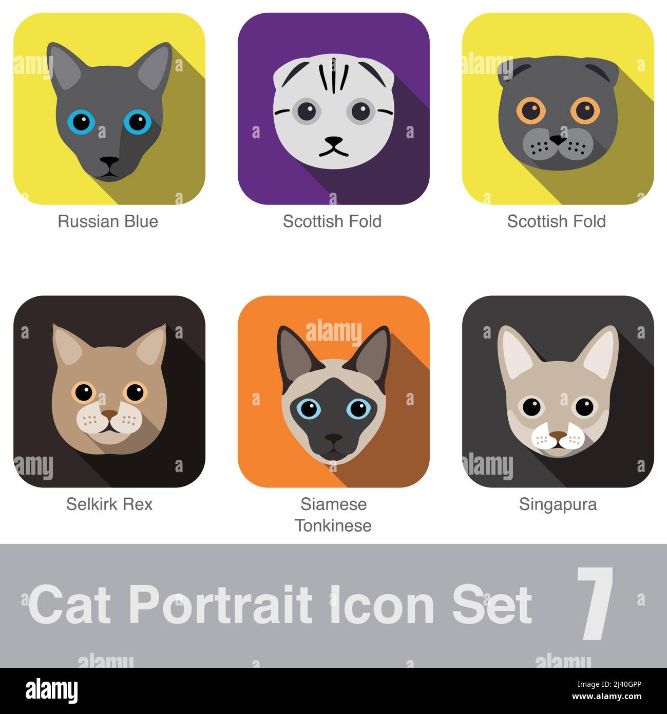 Cat breed face cartoon flat icon design Scottish Fold, Scottish Fold, Singapura, Siamese, Tonkinese, Selkirk Rex, Russian Blue Stock Vector