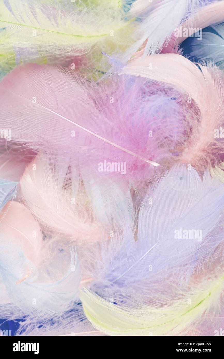 Colorful feather on mint background, top view. Stock Photo