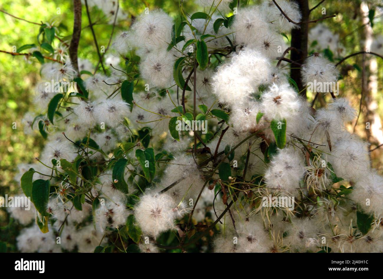 Old Man's Beard is the seed heads of Australian Clematis (Clematis Aristata), also called Goats Beard. Blackburn Lake Reserve in Victoria, Australia. Stock Photo
