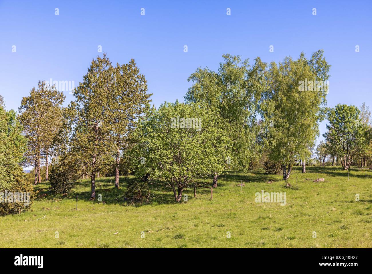 Local Tree Groves Lush green tree grove on a meadow Stock Photo - Alamy
