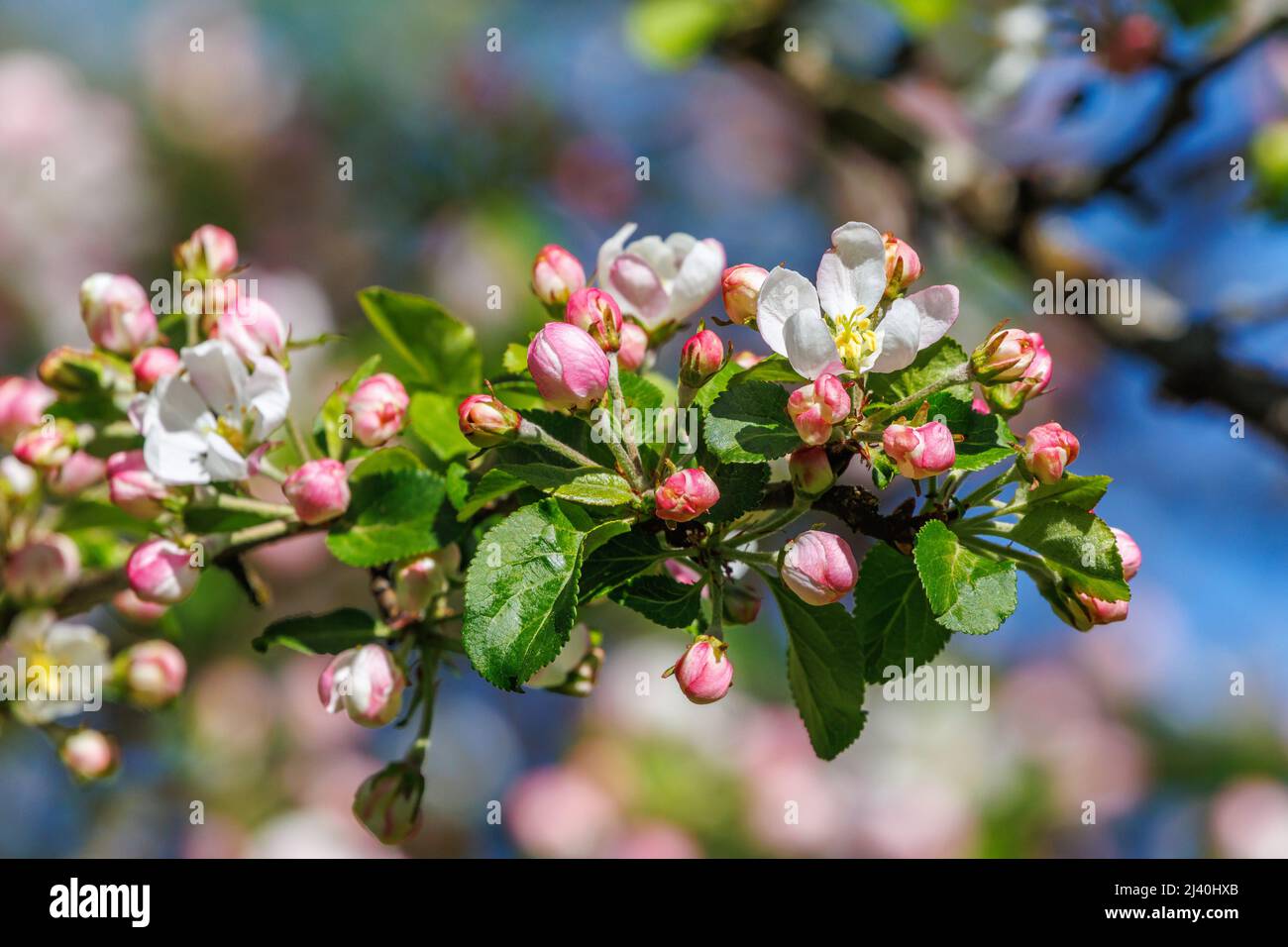 Close up at a flowering cherry tree Stock Photo