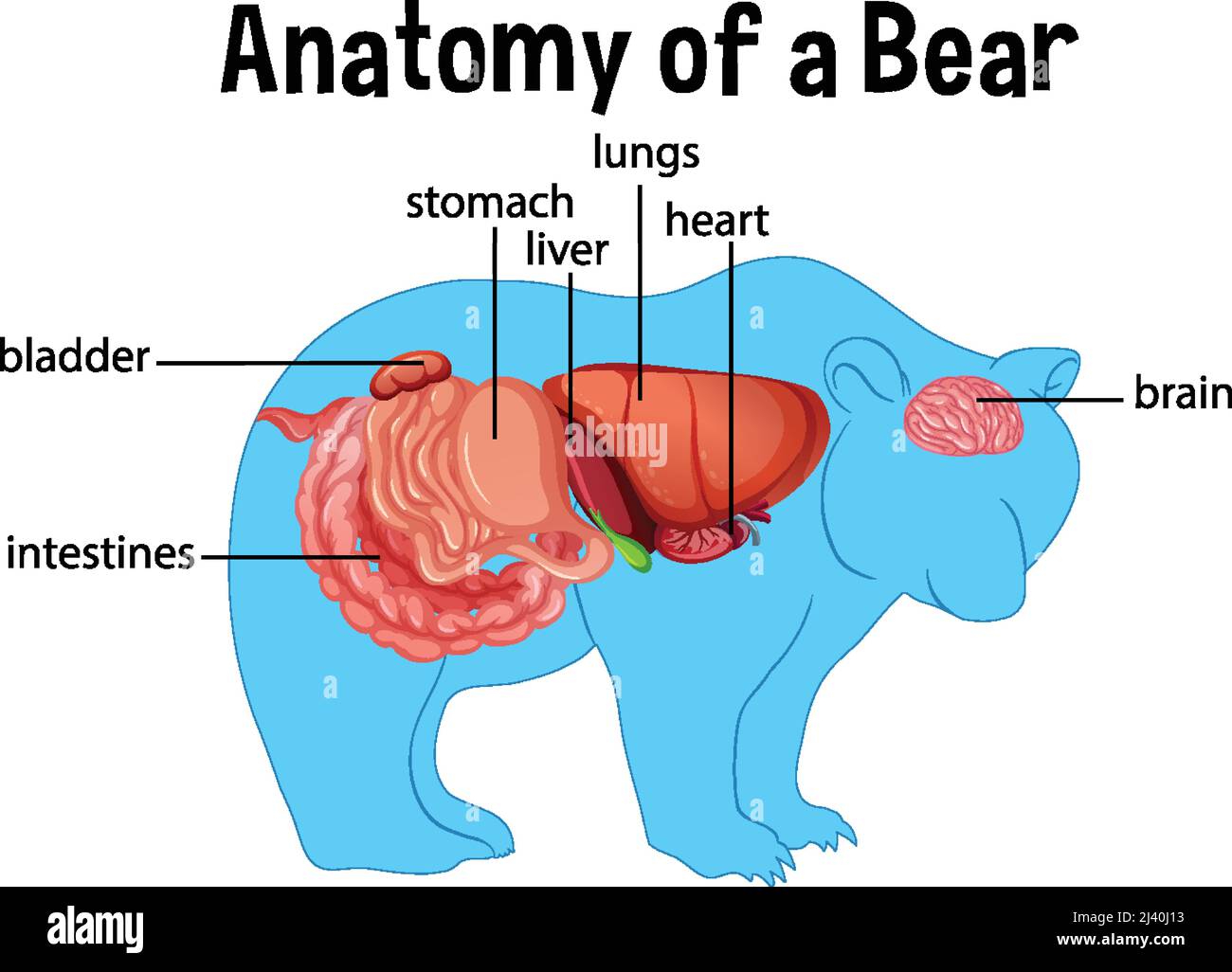 Diagram showing internal organs of a bear illustration Stock Vector ...