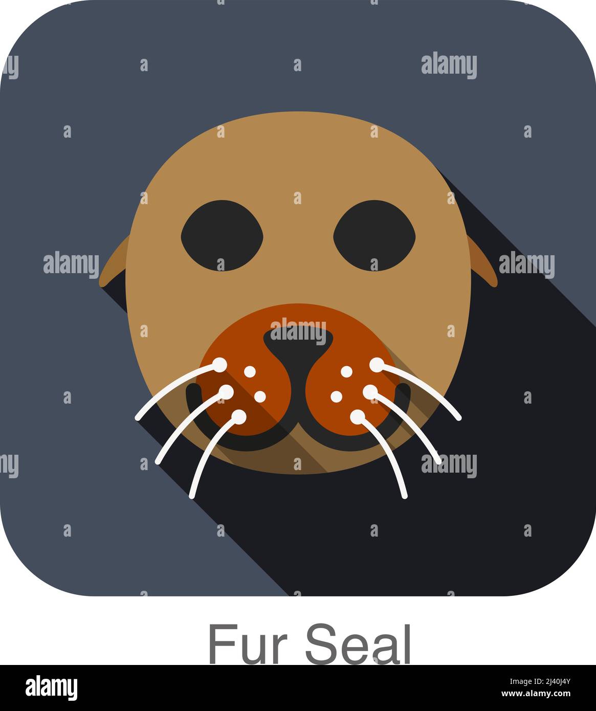 Seal animal face hi-res stock photography and images - Alamy