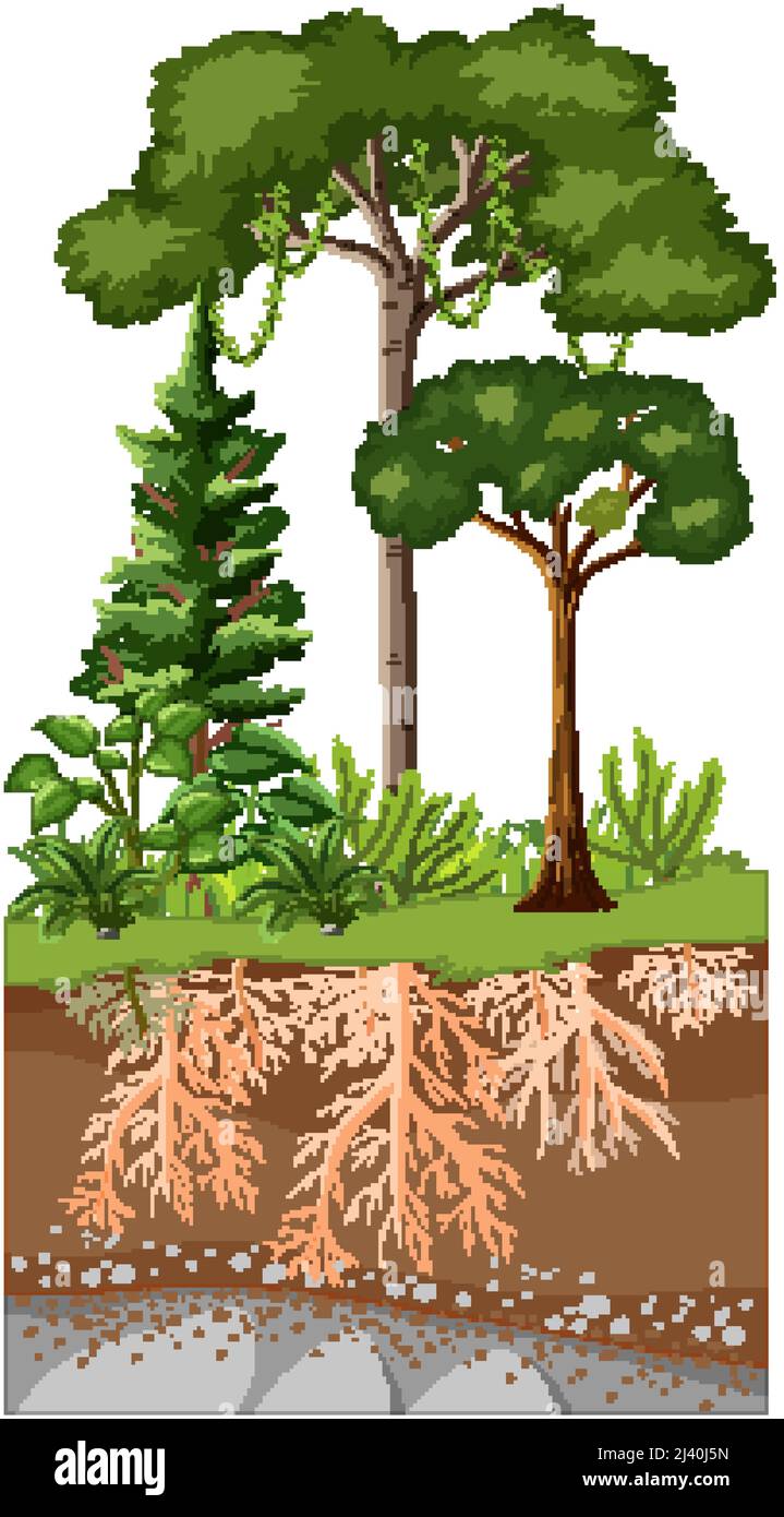 Scientific education of plant and its root illustration Stock Vector ...