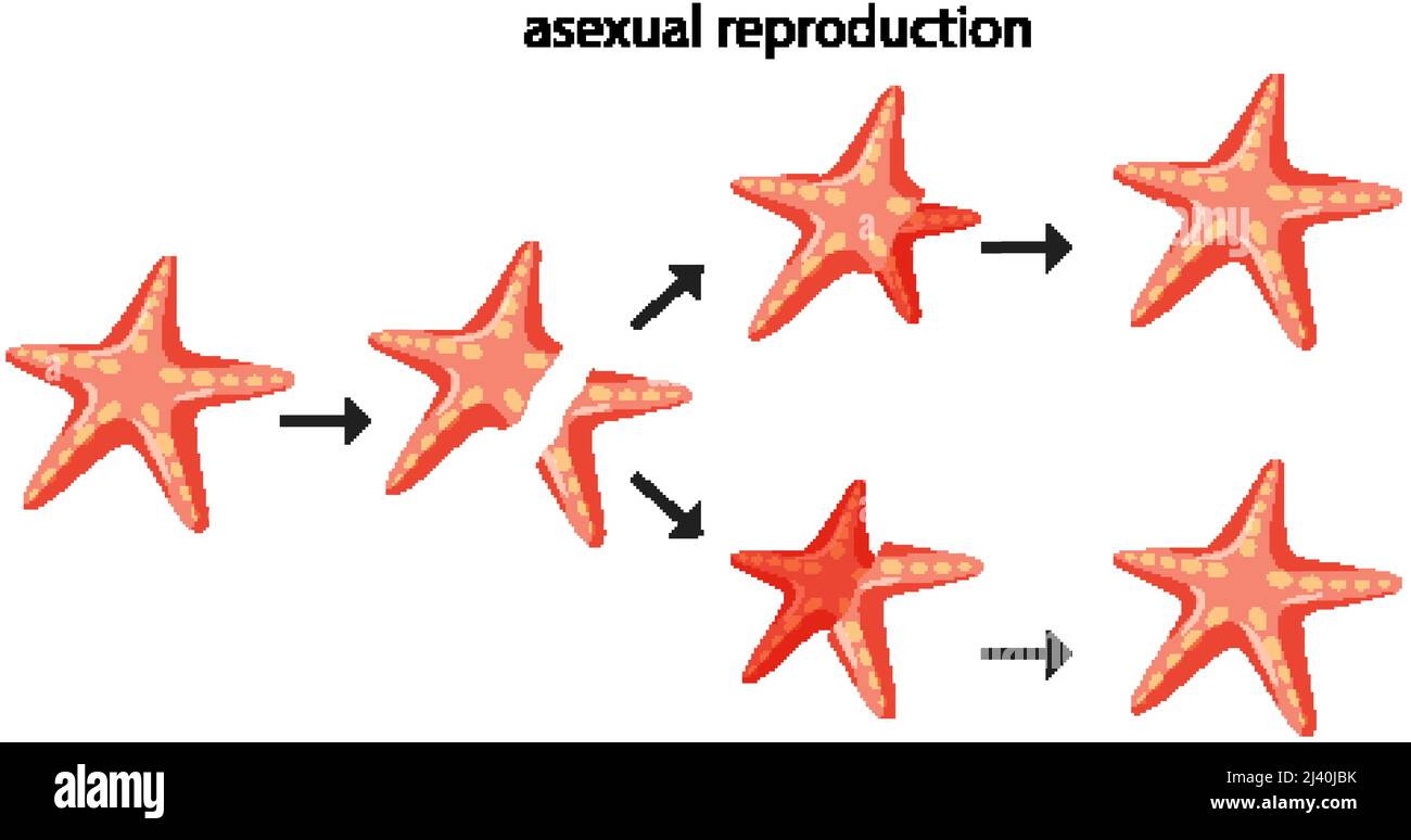 Asexual reproduction hi-res stock photography and images - Alamy
