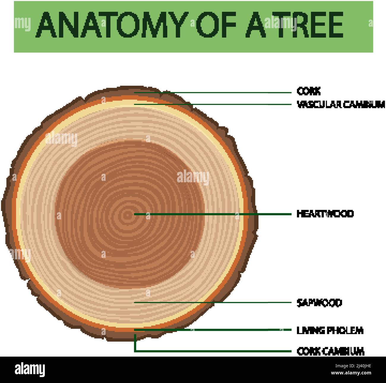 Anatomy of tree trunk illustration Stock Vector Image & Art - Alamy