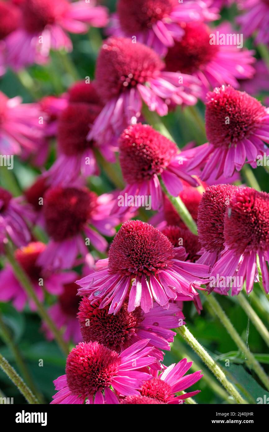 Echinacea Delicious Candy, Echinacea 'Noortdeli', Coneflower Delicious Candy. Echinacea 'Sensation Double'. Double, pink, flowerheads with reddish-pin Stock Photo