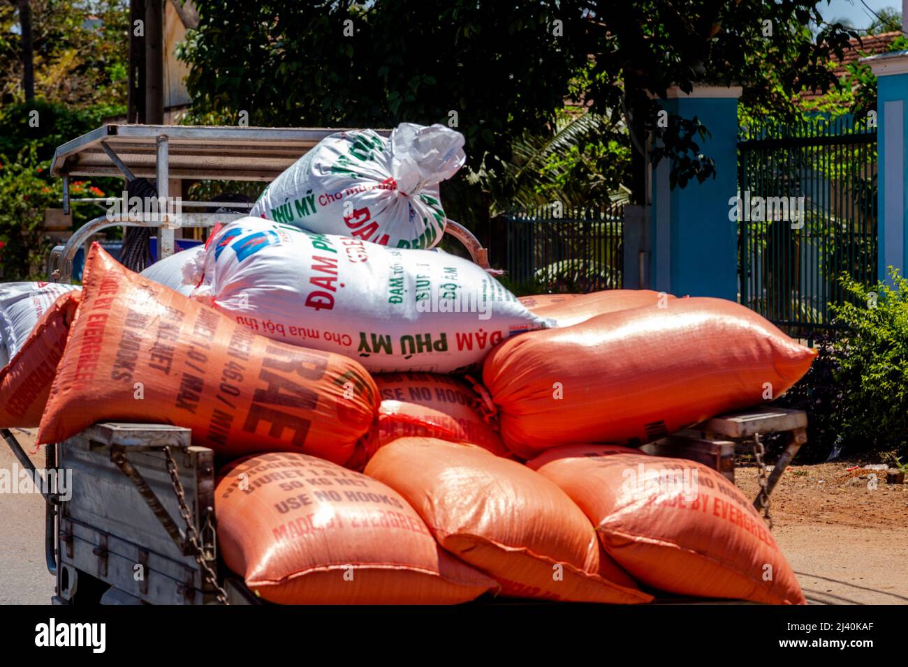 Bags of rice loaded during rice harvest in Central Vietnam Stock Photo