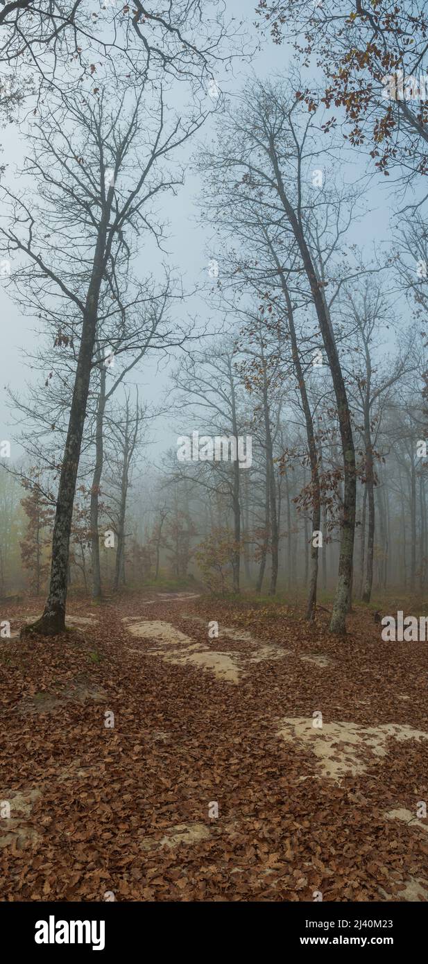 Foggy morning in an autumn forest. The road, strewn with fallen leaves, winds between the bare trees. A blue sky shines through the fog. A beautiful a Stock Photo