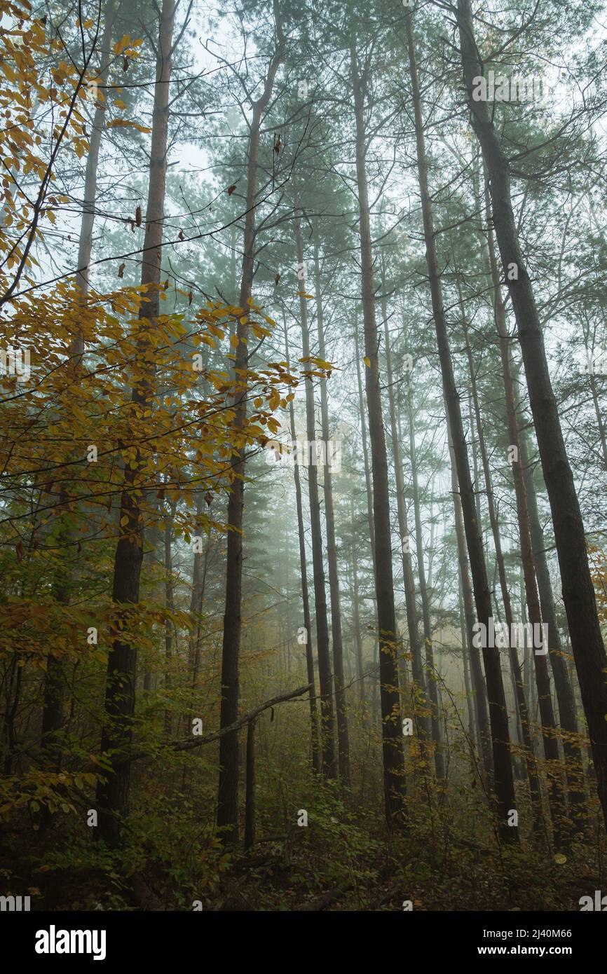 The pine forest on a foggy morning. Long trunks of pine trees with green crowns and yellow leaves of trees in the foggy forest Stock Photo