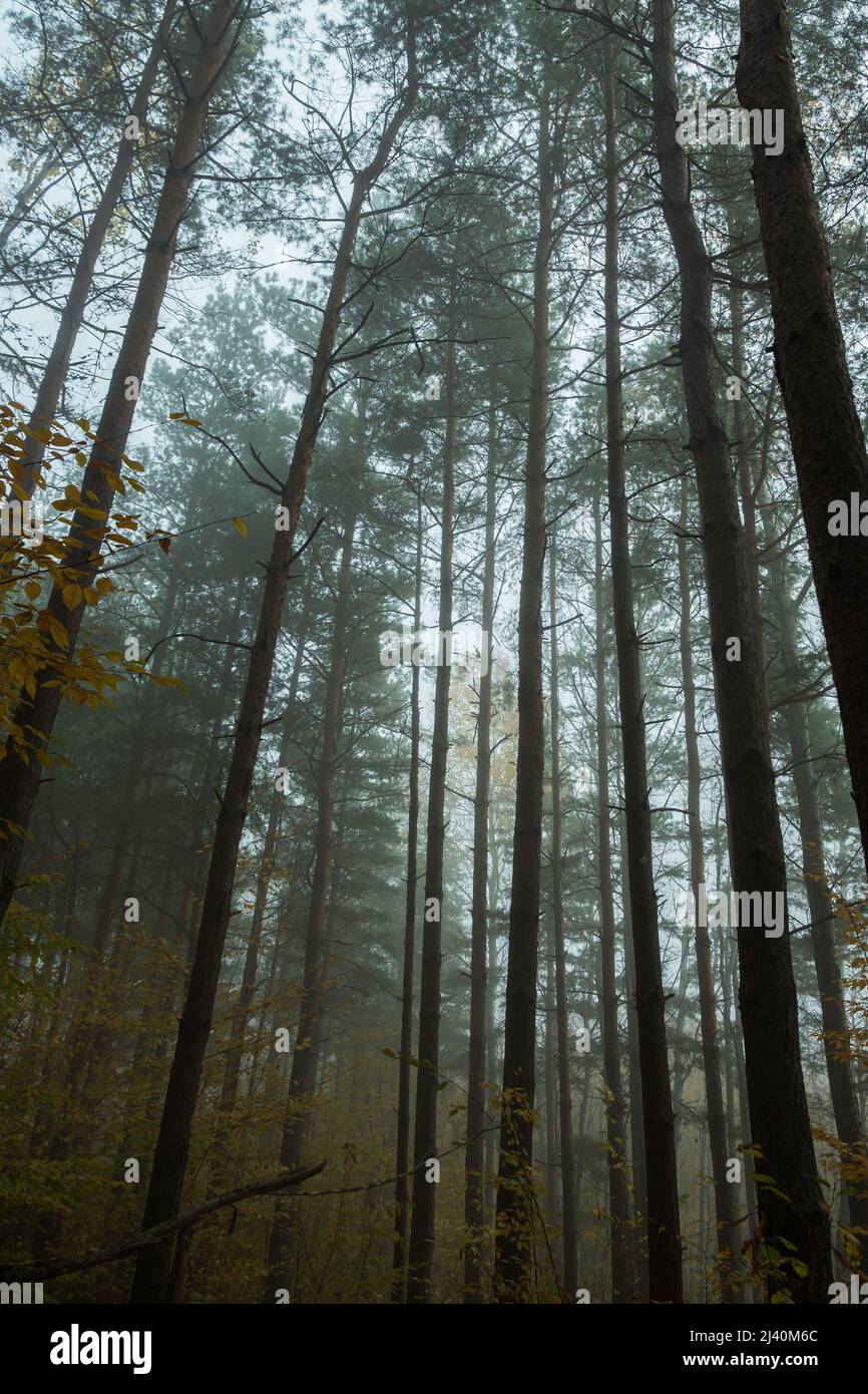 Foggy morning in a pine forest. Long straight pine trunks with green needles on top in the fog. Bottom foreshortening. A beautiful, mysterious autumn Stock Photo