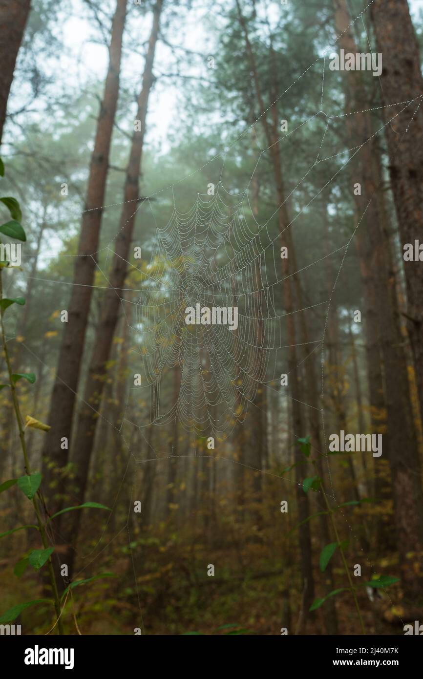 Spider web with raindrops on the background of blurred trunks and crowns of pine trees. A spider web in the morning foggy coniferous forest Stock Photo