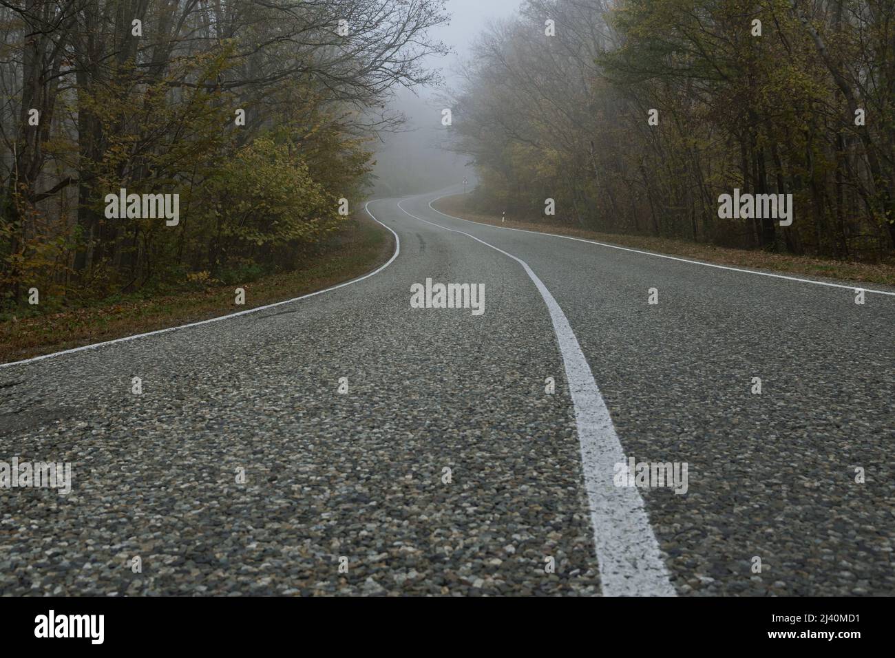 A country road curve with white lines of markings in an autumn forest. Asphalt road and forest in the fog. Mysterious landscape Stock Photo