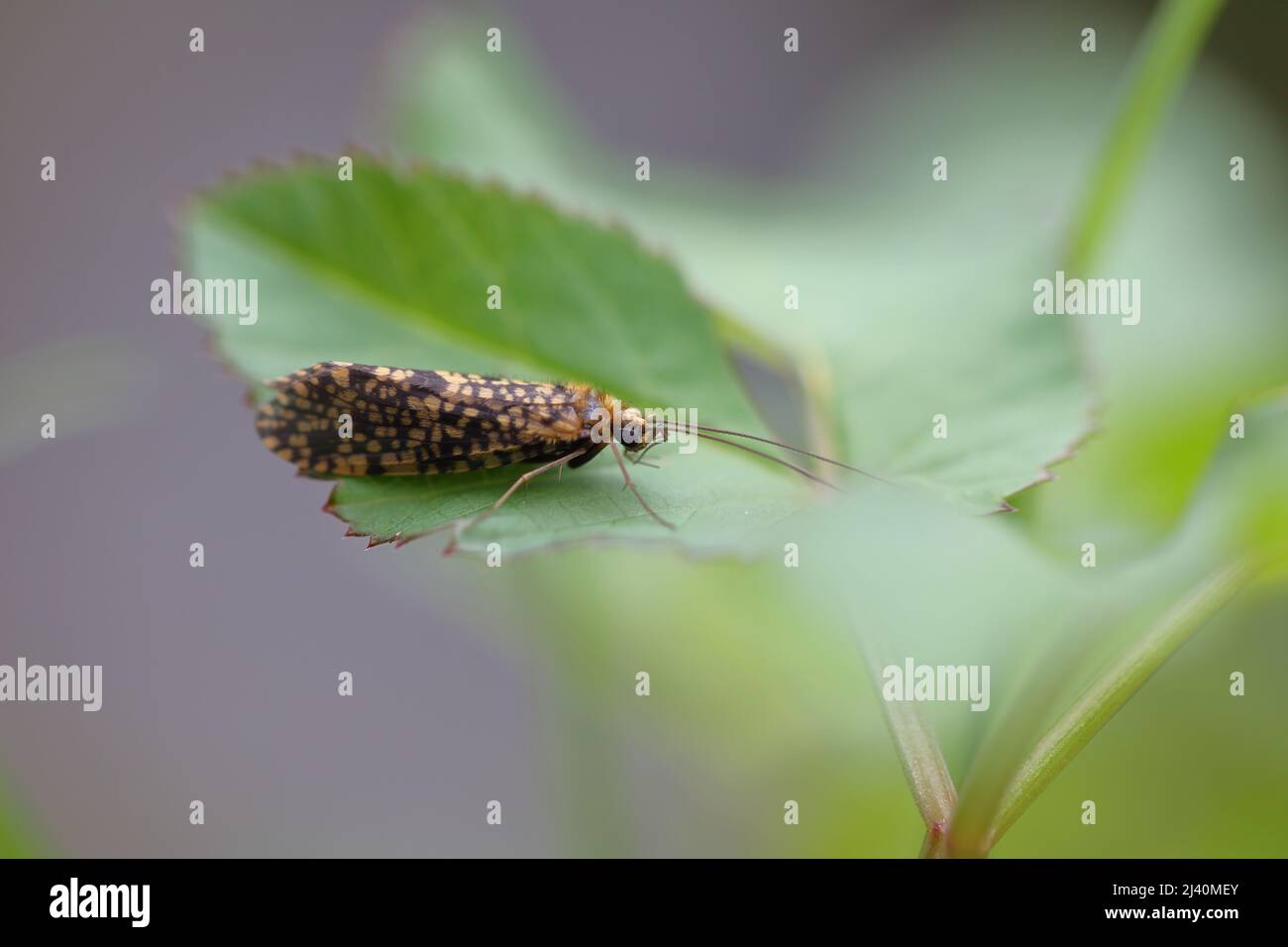 caddisfly sitting on a leaf near an little stream Stock Photo