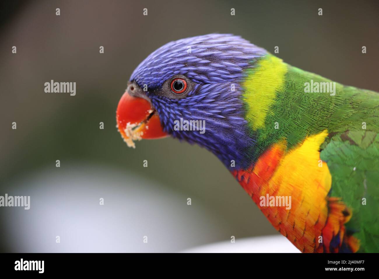 Rainbow Lorikeet Parrot Hi res Stock Photography And Images Alamy rainbow-lorikeet-parrot-hi-res-stock-photography-and-images-alamy