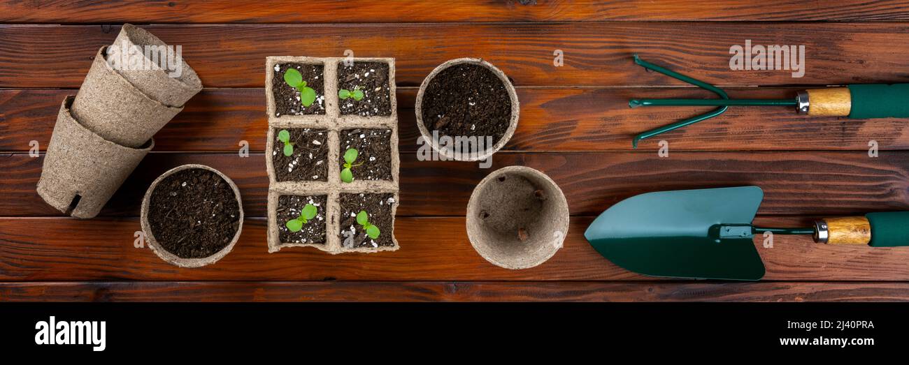 Transplanting flower seedlings into biodegradable peat moss pots. Zero